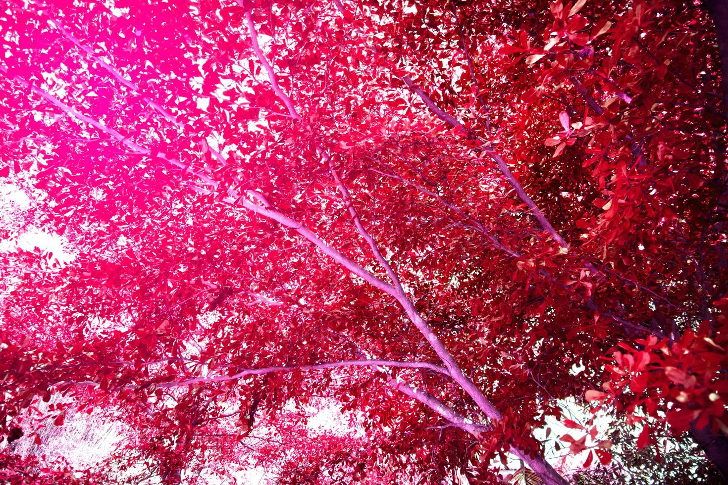 fond de texture de feuilles tropicales abstraites. photo