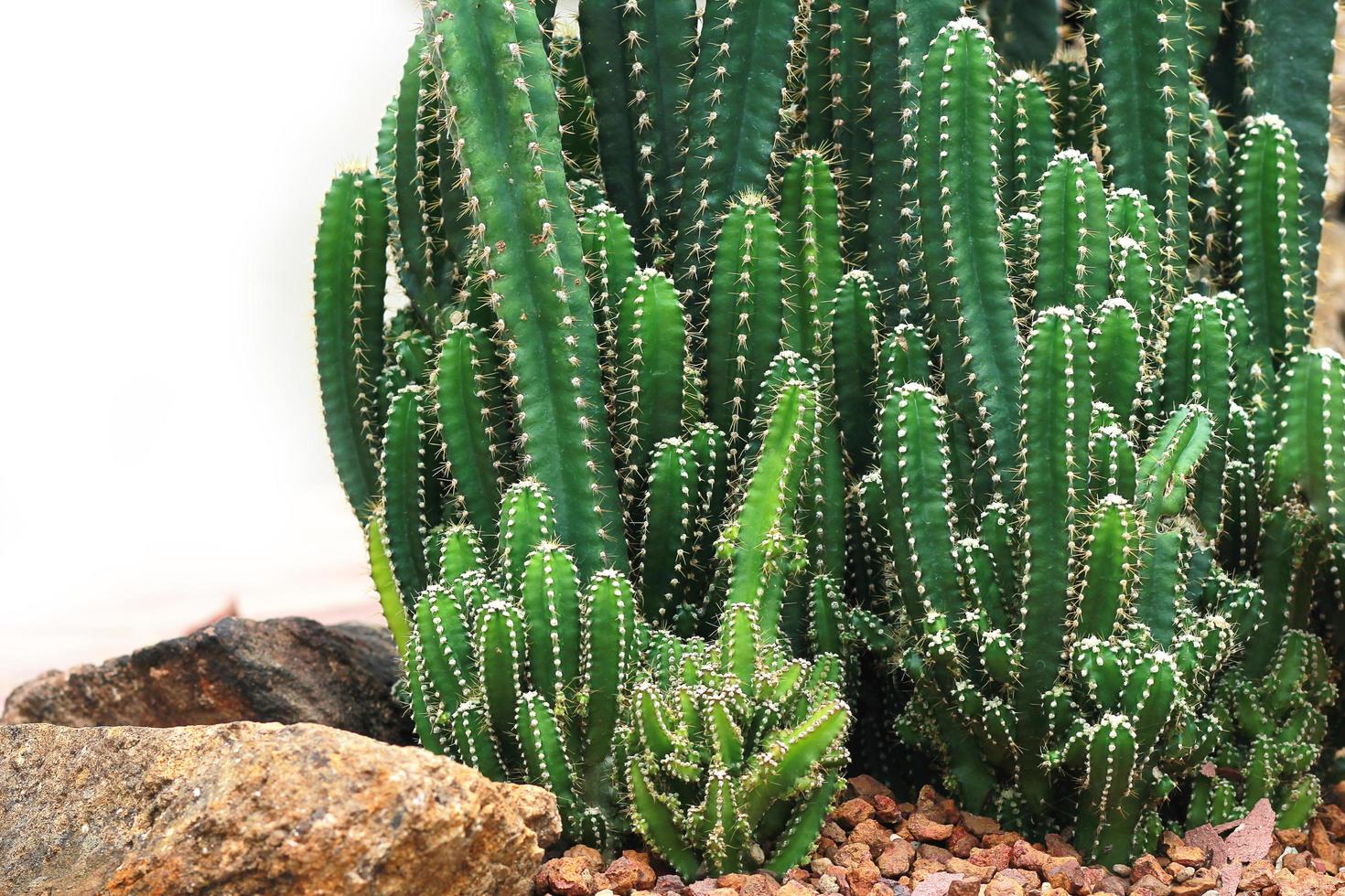 fond de texture de cactus dans le jardin. photo