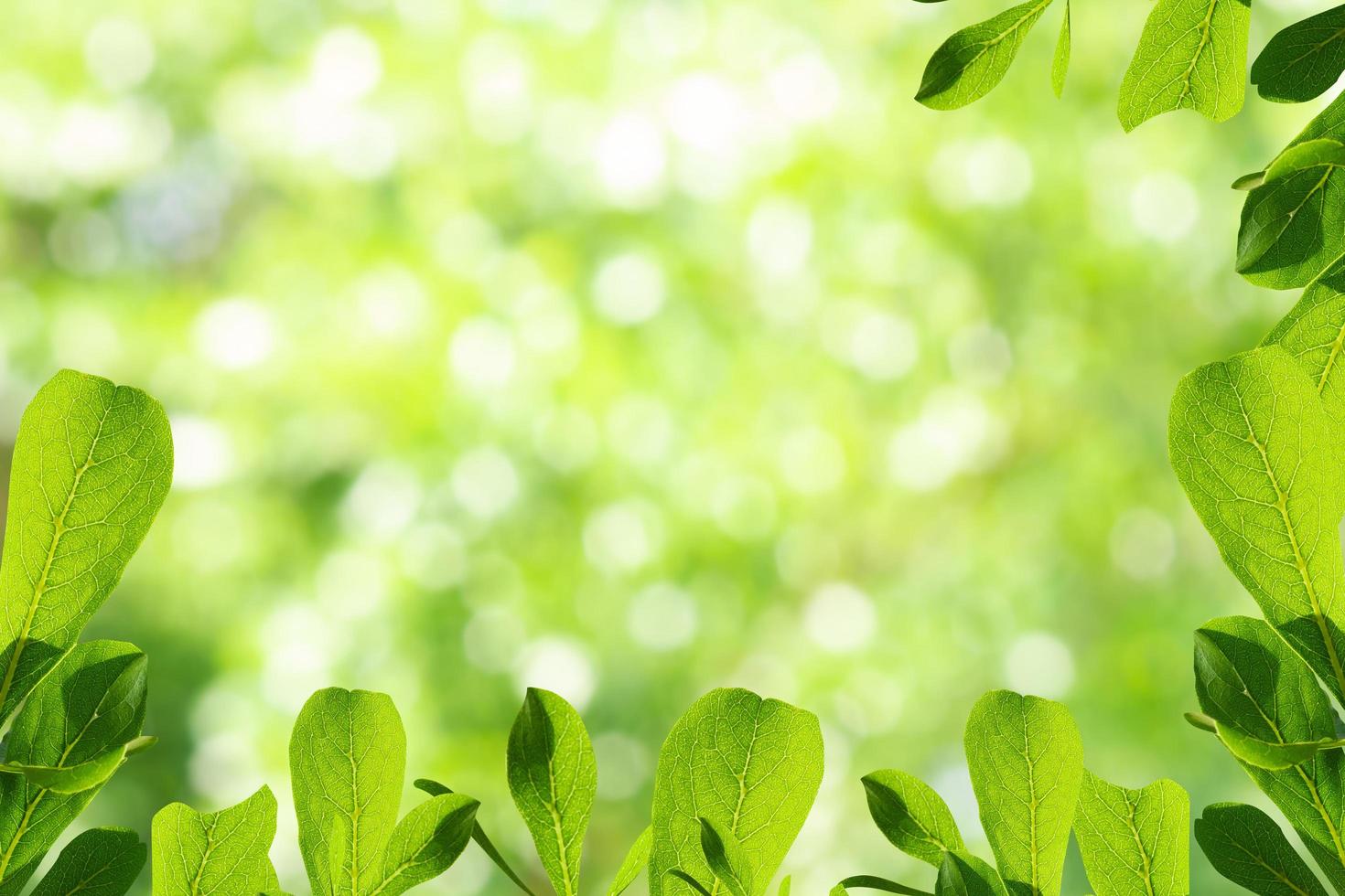 gros plan laisse vue sur la nature sur fond vert bokeh flou dans le jardin avec espace de copie. photo