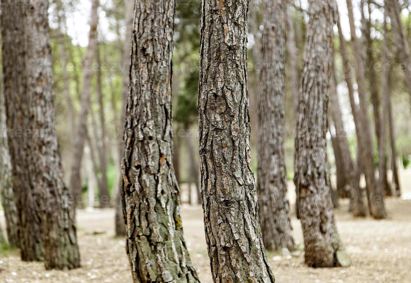 troncs d'arbres dans la forêt photo