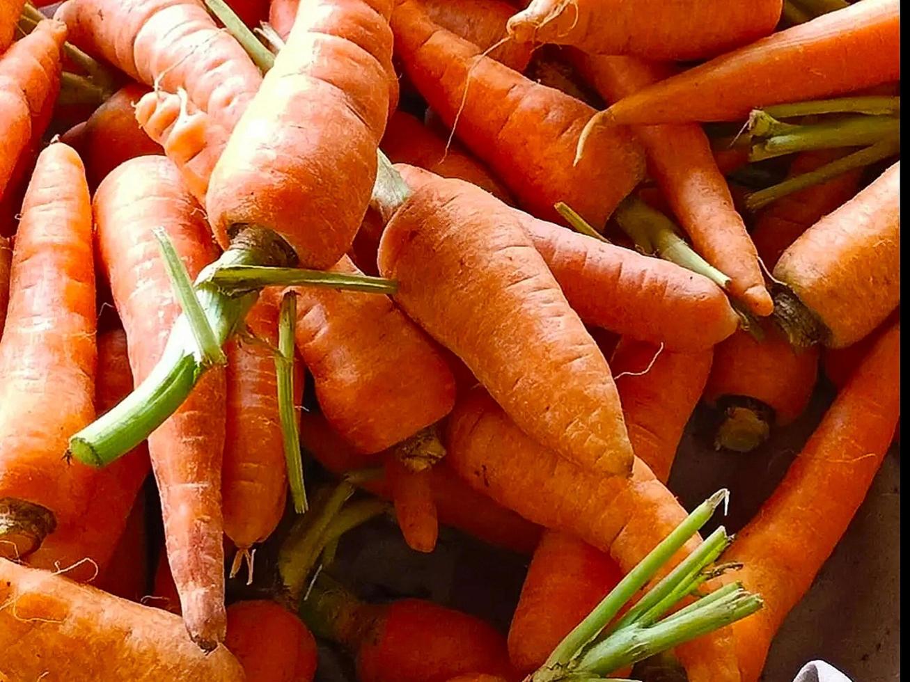 carotte prête à vendre photo