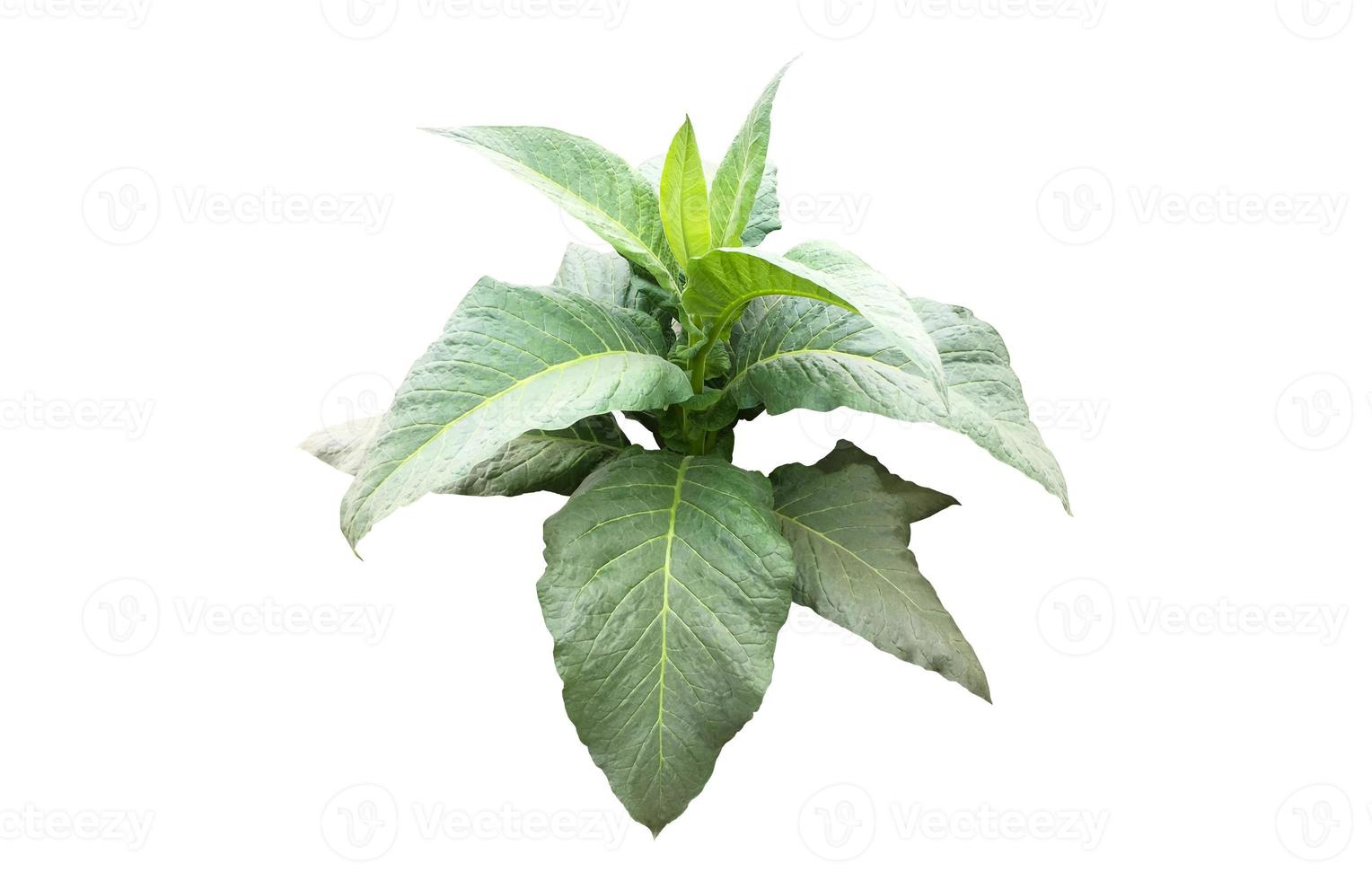 plante de tabac isolée avec des chemins de détourage. photo