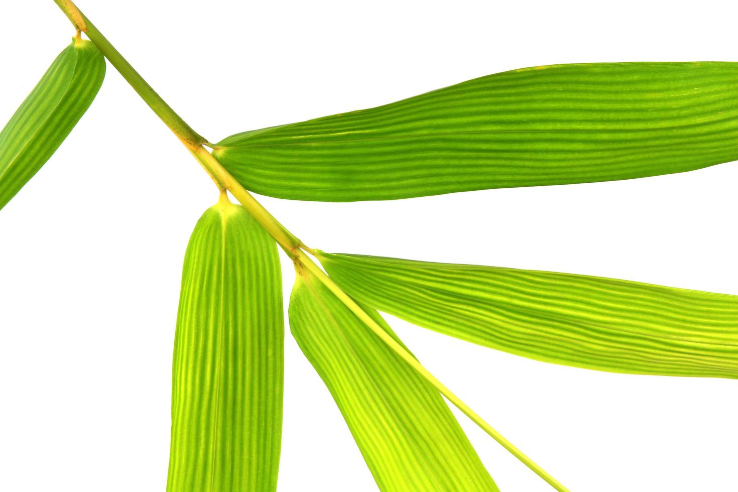 feuille de bambou vert frais isolée sur blanc pour la texture ou le fond d'écran photo