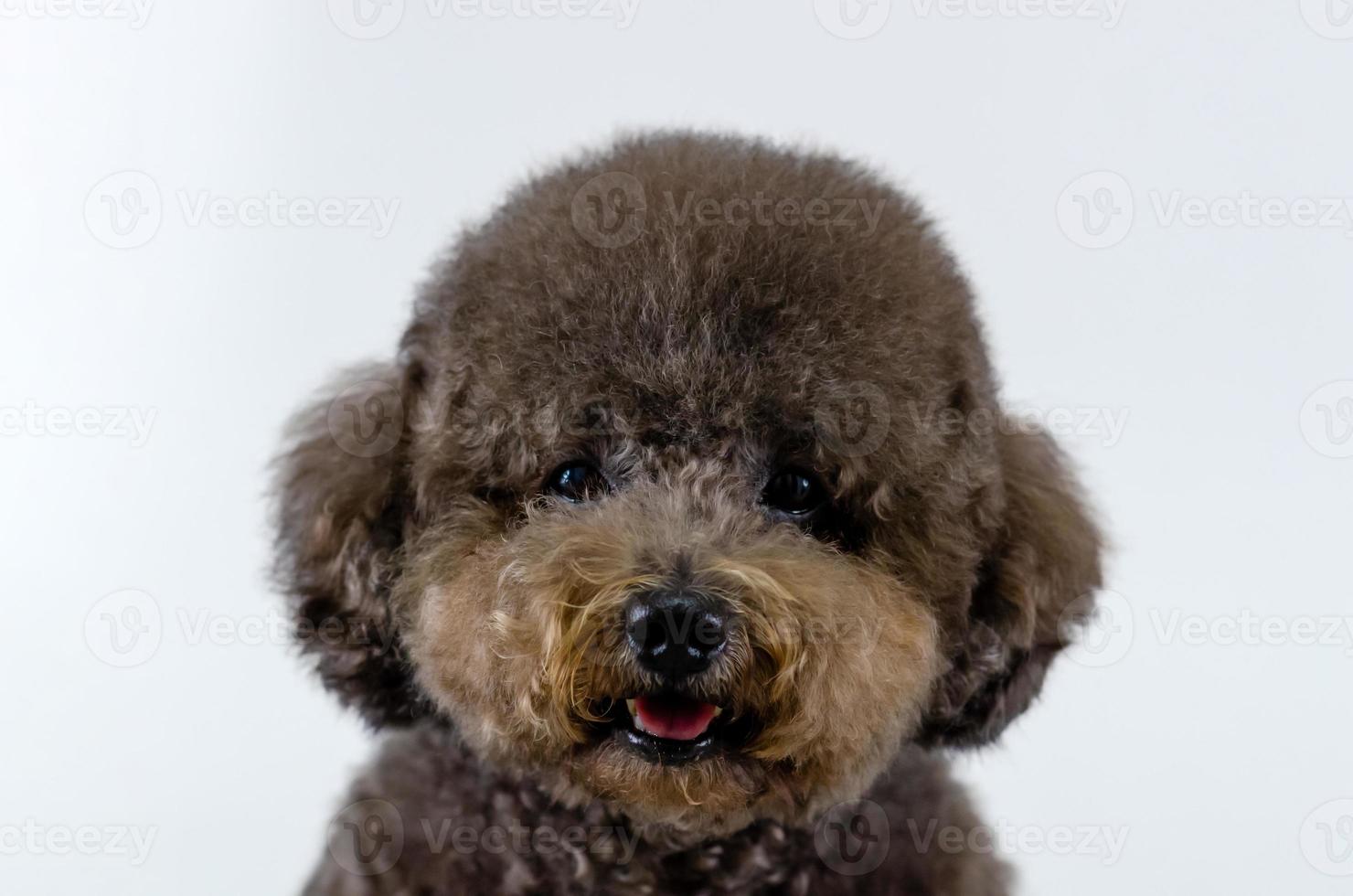 adorable chien caniche noir souriant avec un visage heureux sur fond de couleur blanche. photo