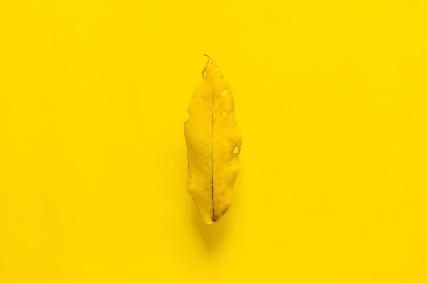 une feuille sèche sur fond jaune. concept de saison d'automne minimal. photo