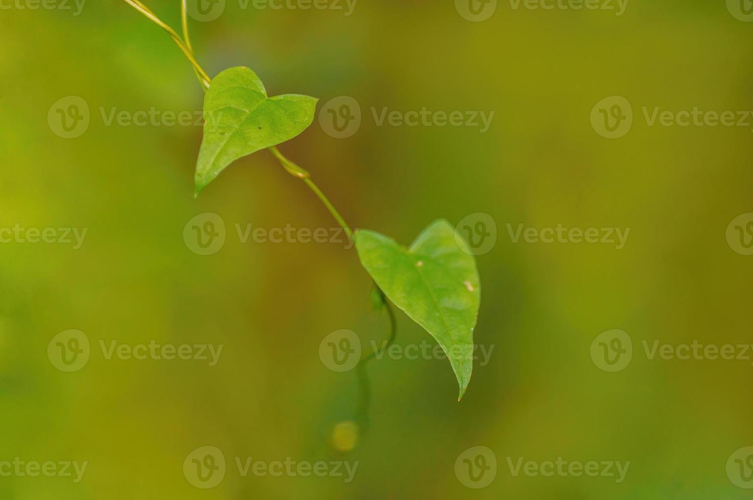 une branche avec des feuilles vertes dans la forêt photo
