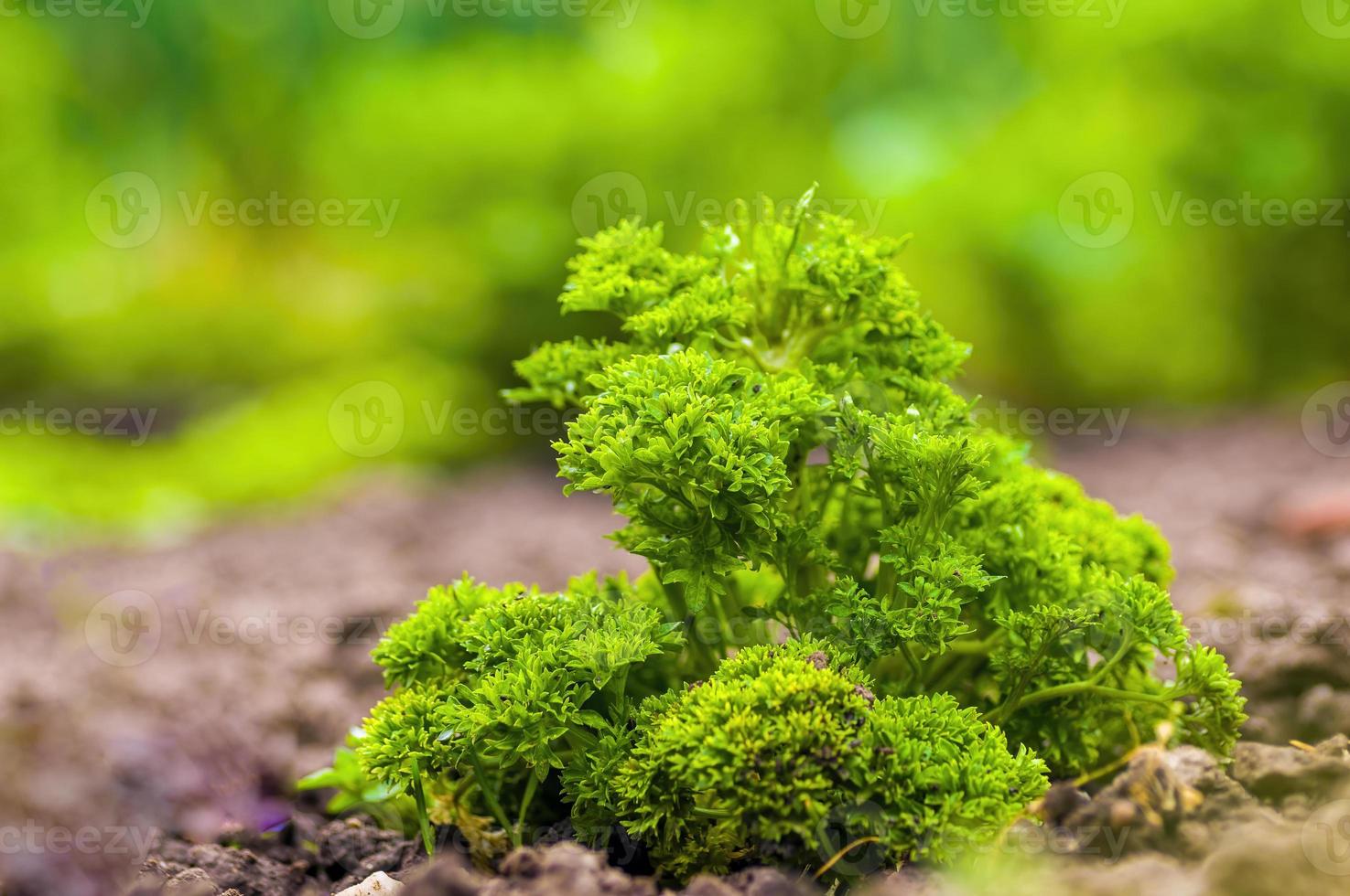 une branche avec des feuilles de persil vert dans le jardin photo