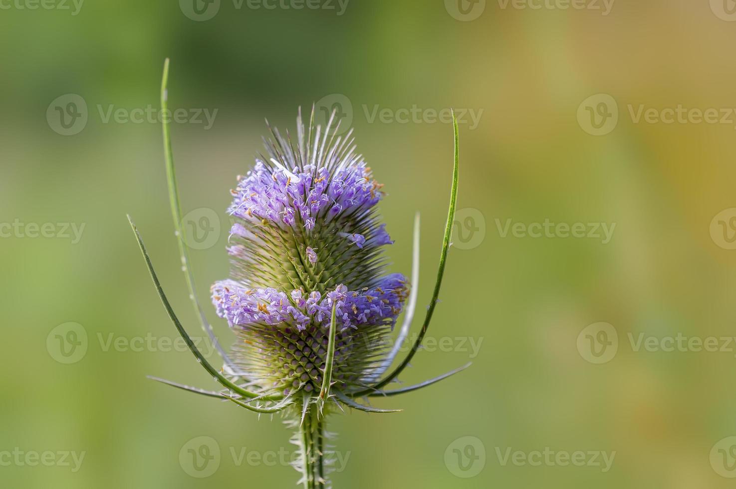 une fleur de chardon sur un pré photo