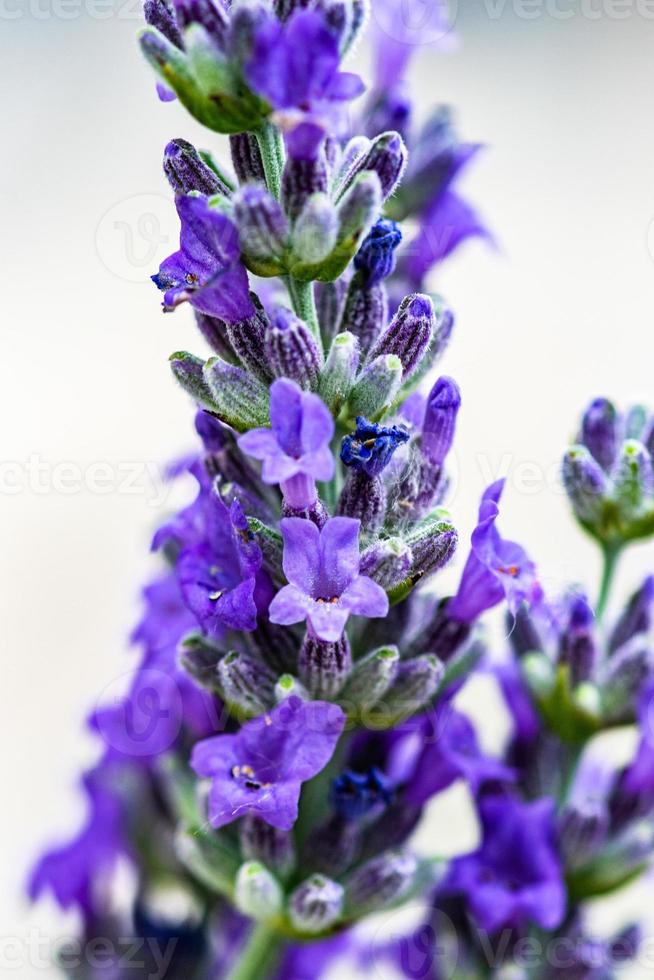 plante de lavande en fleurs dans le jardin photo