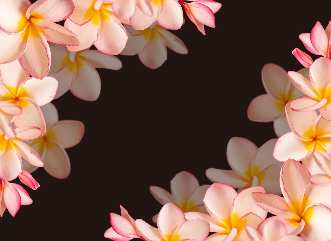 cadre de fleurs, fleur de frangipanier rose et espace de copie. photo