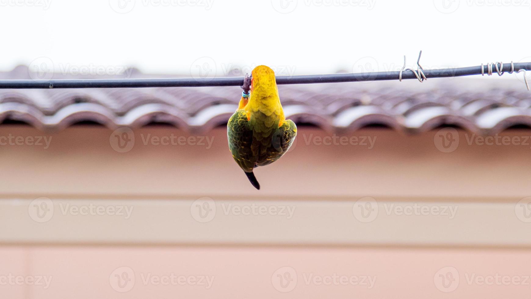 Conure solaire perchée sur un fil photo