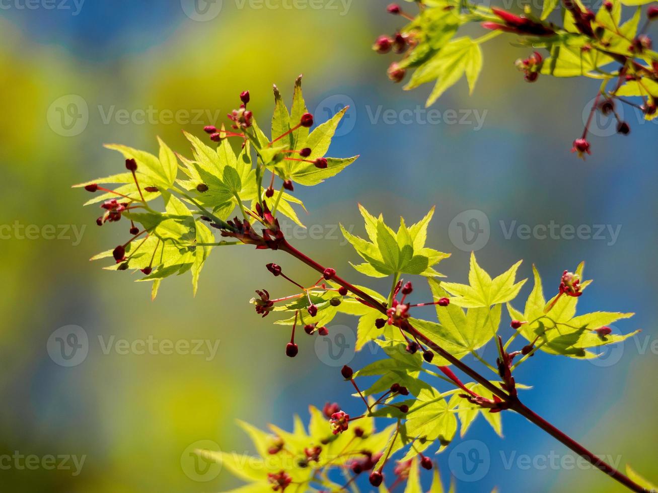 jeunes feuilles d'érable sur une branche photo