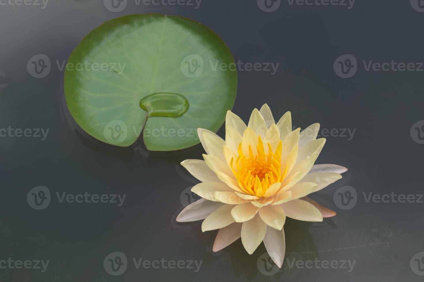 plantes fleur lotus photo