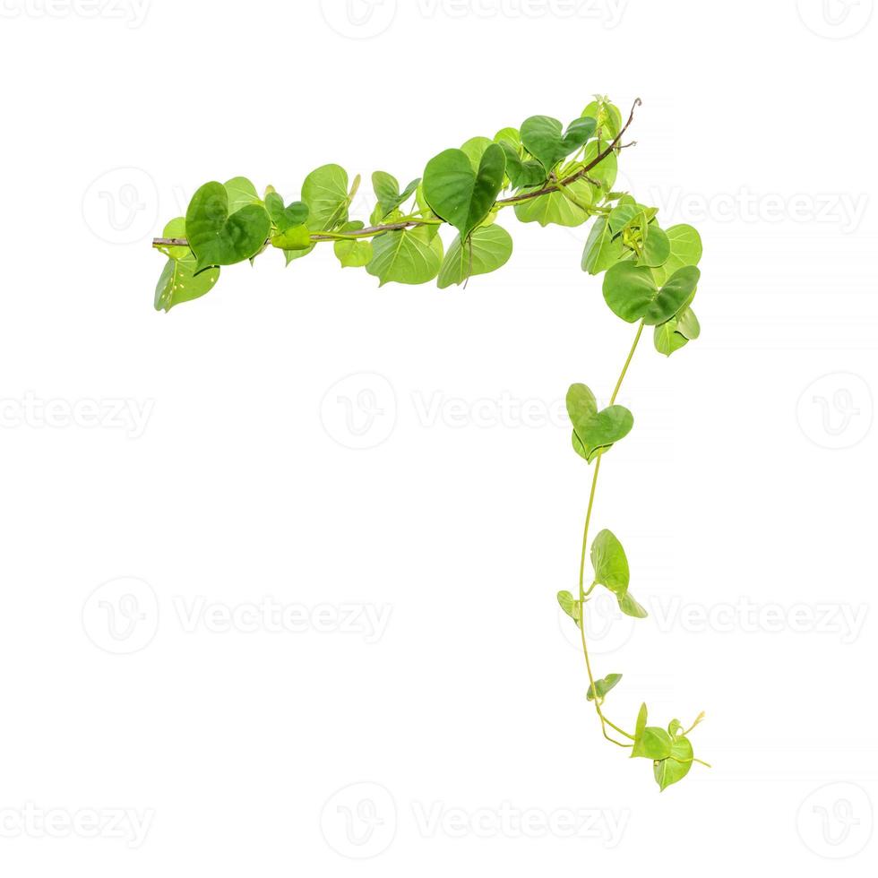 branche de vigne, feuilles de vigne sur fond blanc photo
