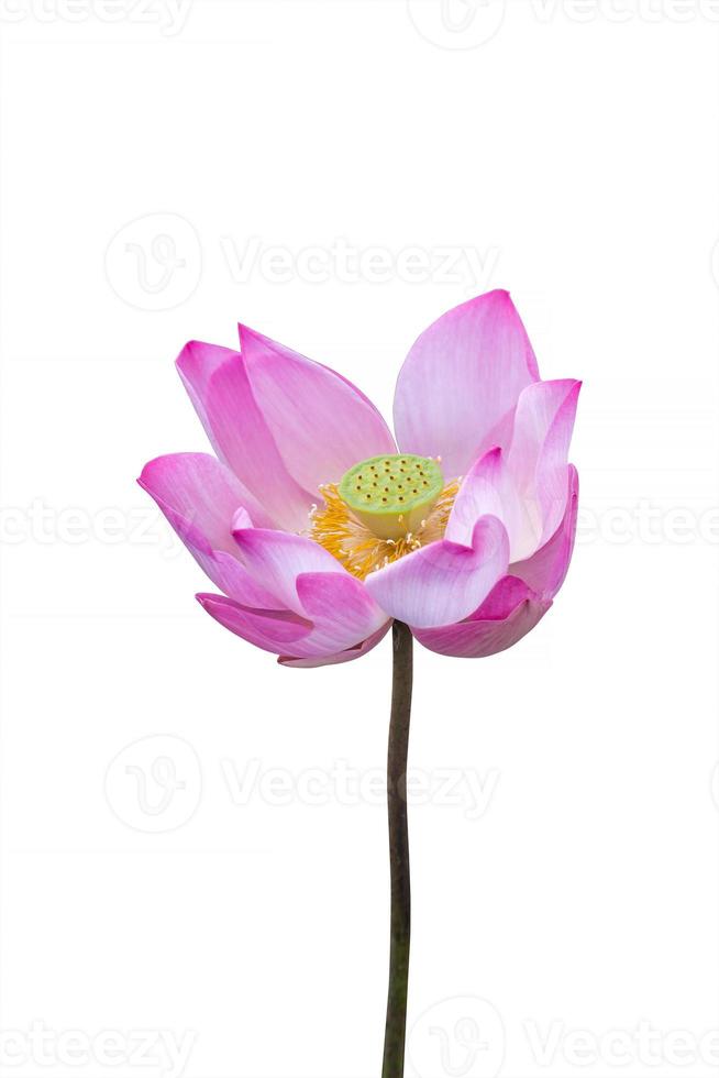 fleur de lotus rose isolé sur fond blanc, chemin de détourage photo