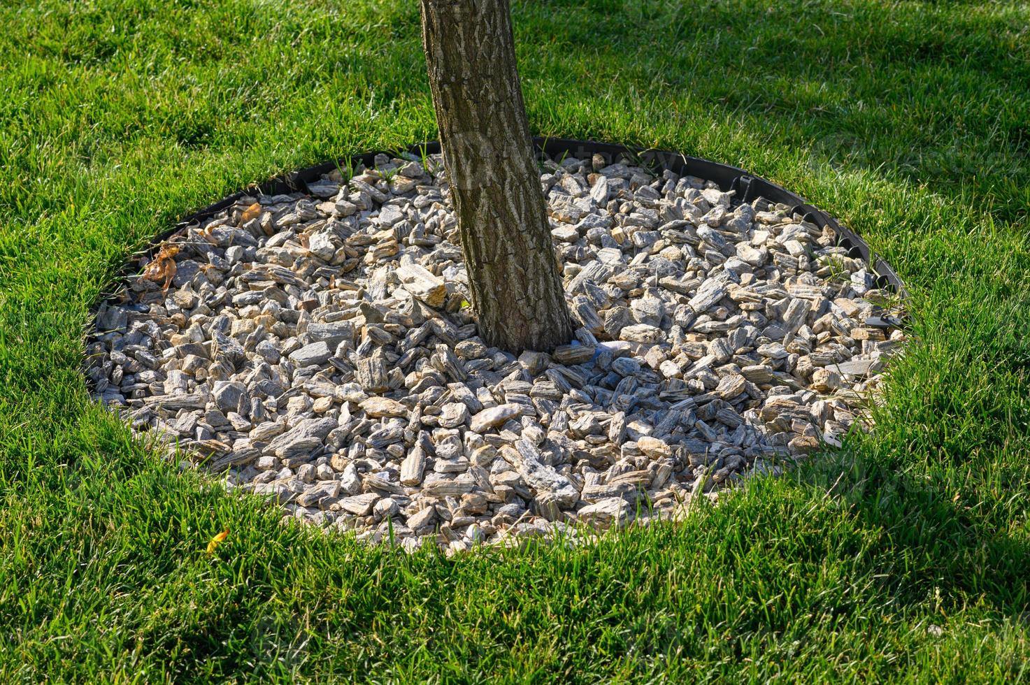 paillis de l'écorce des arbres autour d'un jeune arbre sur la pelouse, aménagement paysager d'un terrain personnel en gros plan, personne. photo