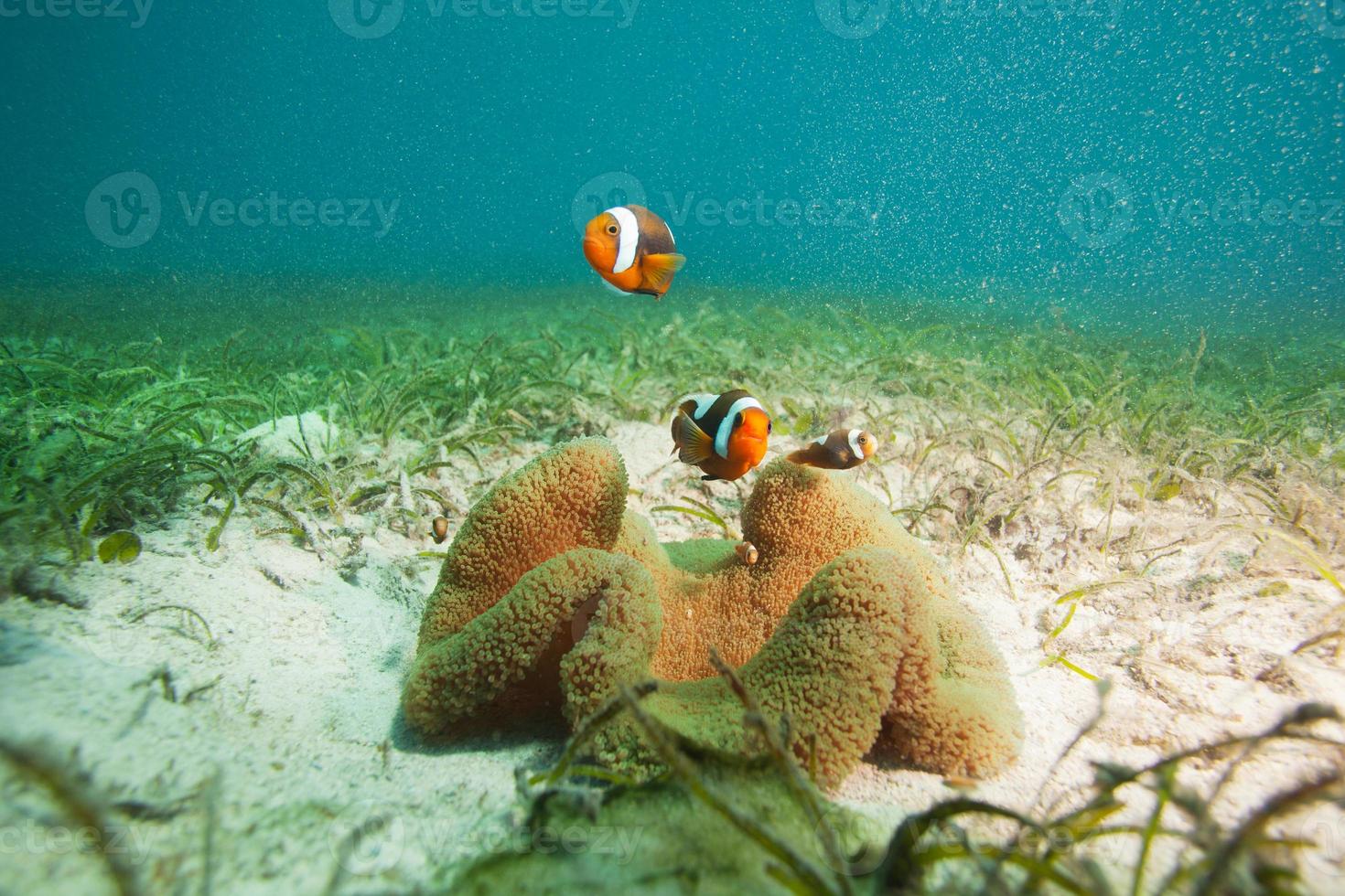 famille de poissons-clowns sur fond sablonneux photo