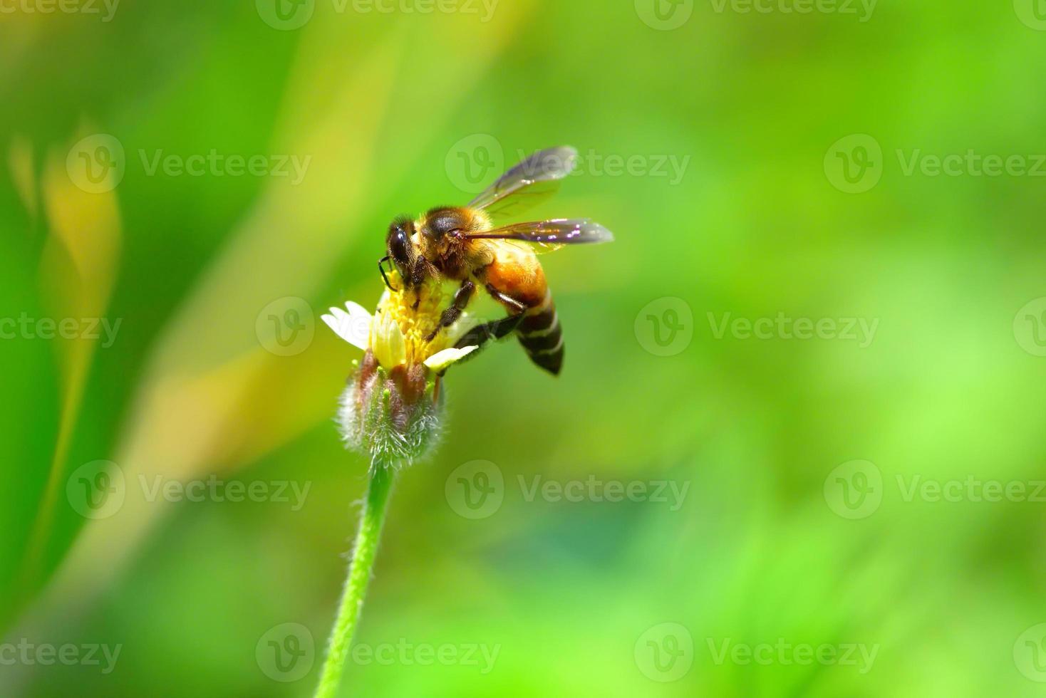 une abeille perchée sur la belle fleur photo