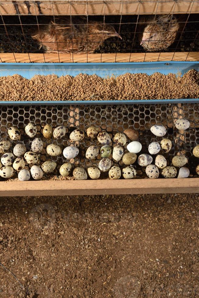 cailles et oeufs dans une cage dans une ferme photo