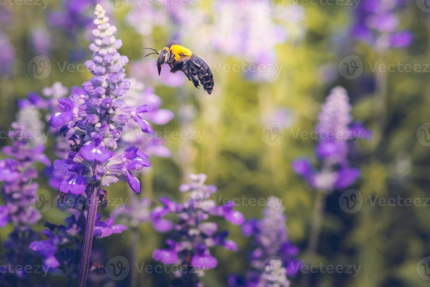 les abeilles charpentières volent vers de belles fleurs dans la nature photo