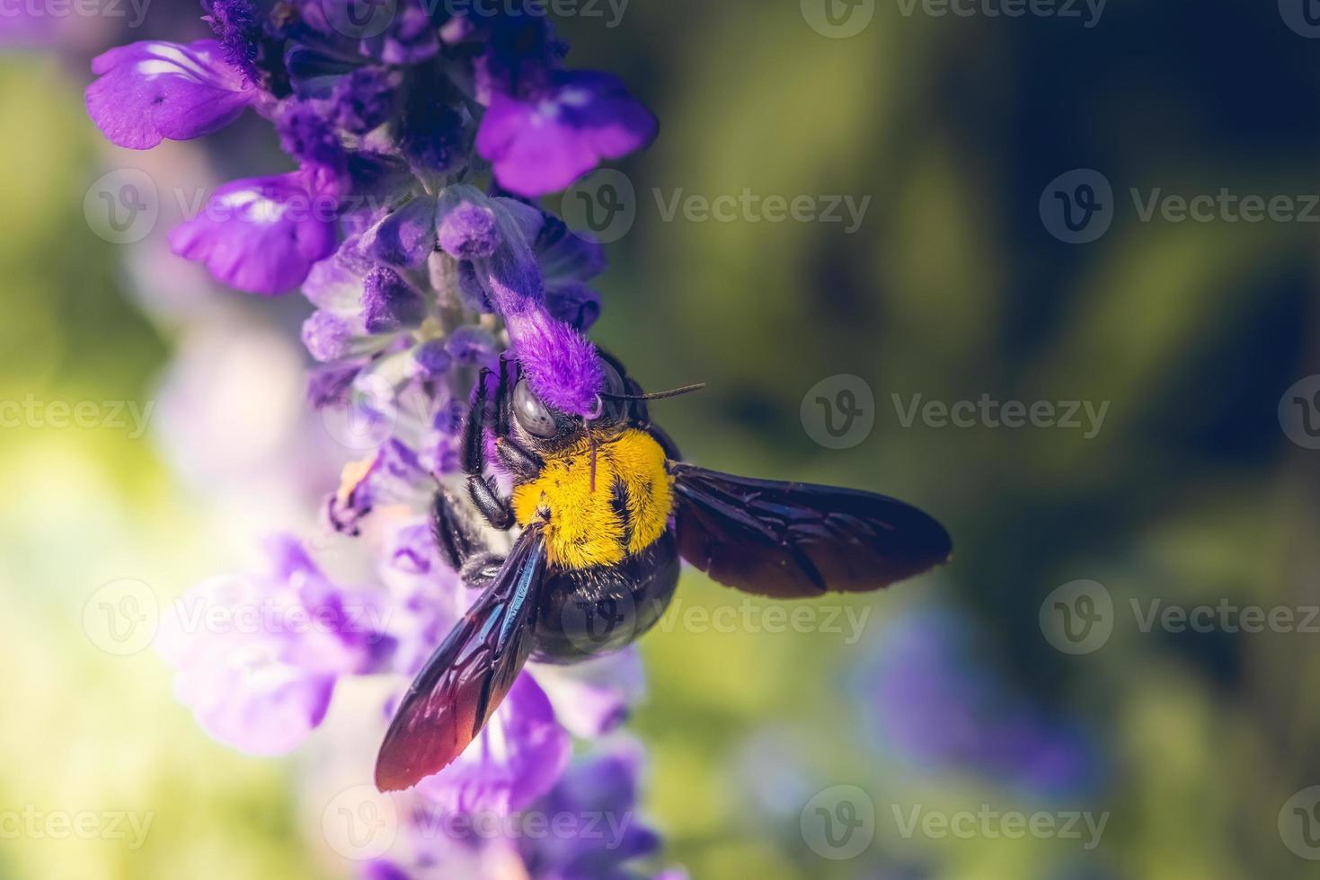 abeille charpentière perchée sur les belles fleurs de la nature photo