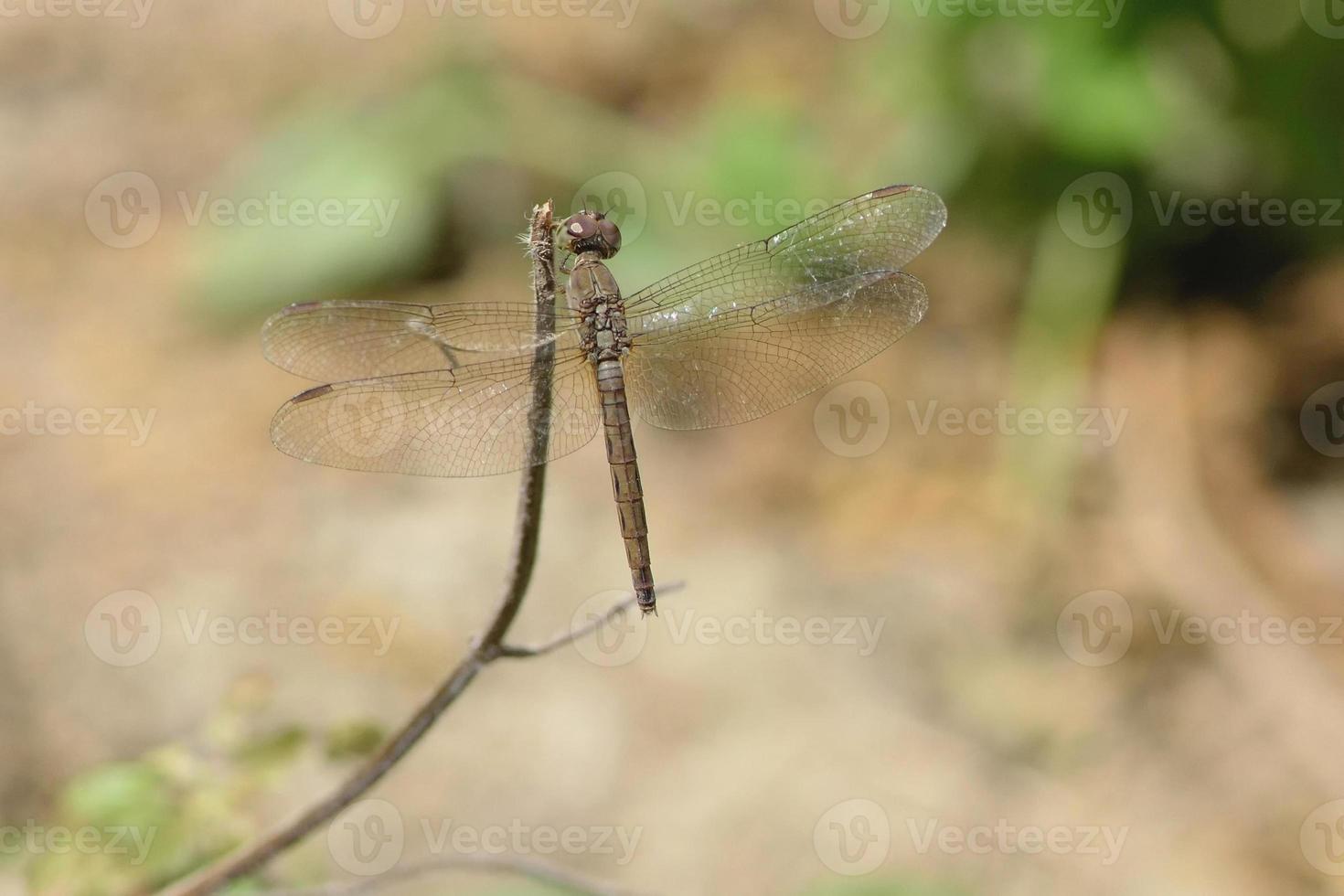 gros plan une libellule sur une branche photo