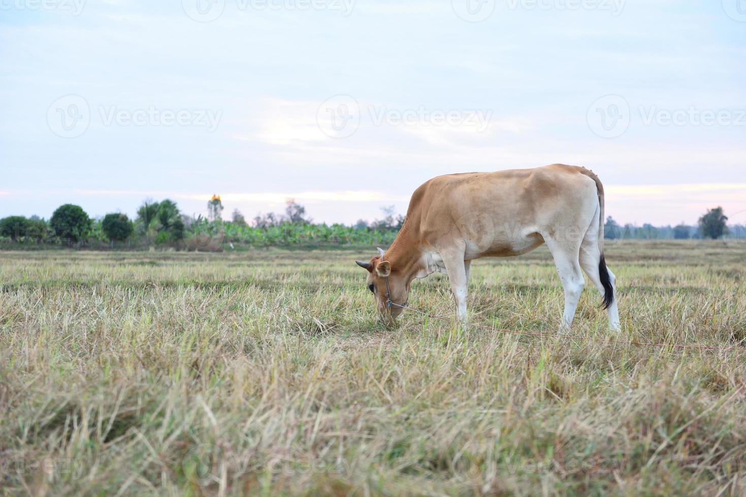 les vaches debout dans les champs au lever du soleil et le beau ciel photo