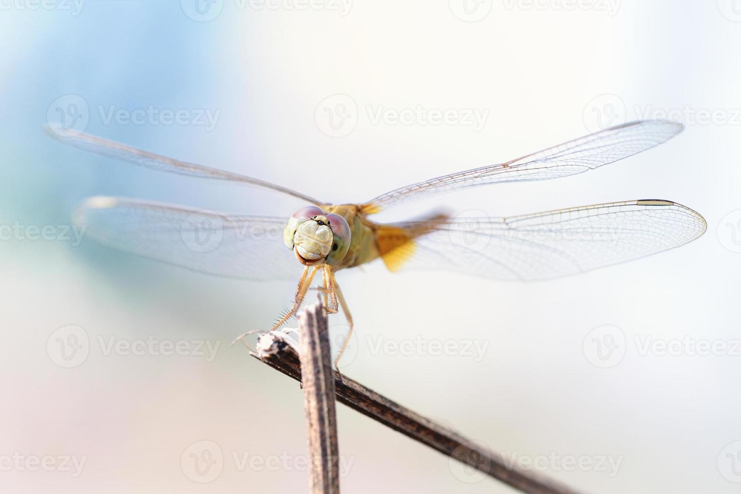 gros plan une libellule sur une branche photo