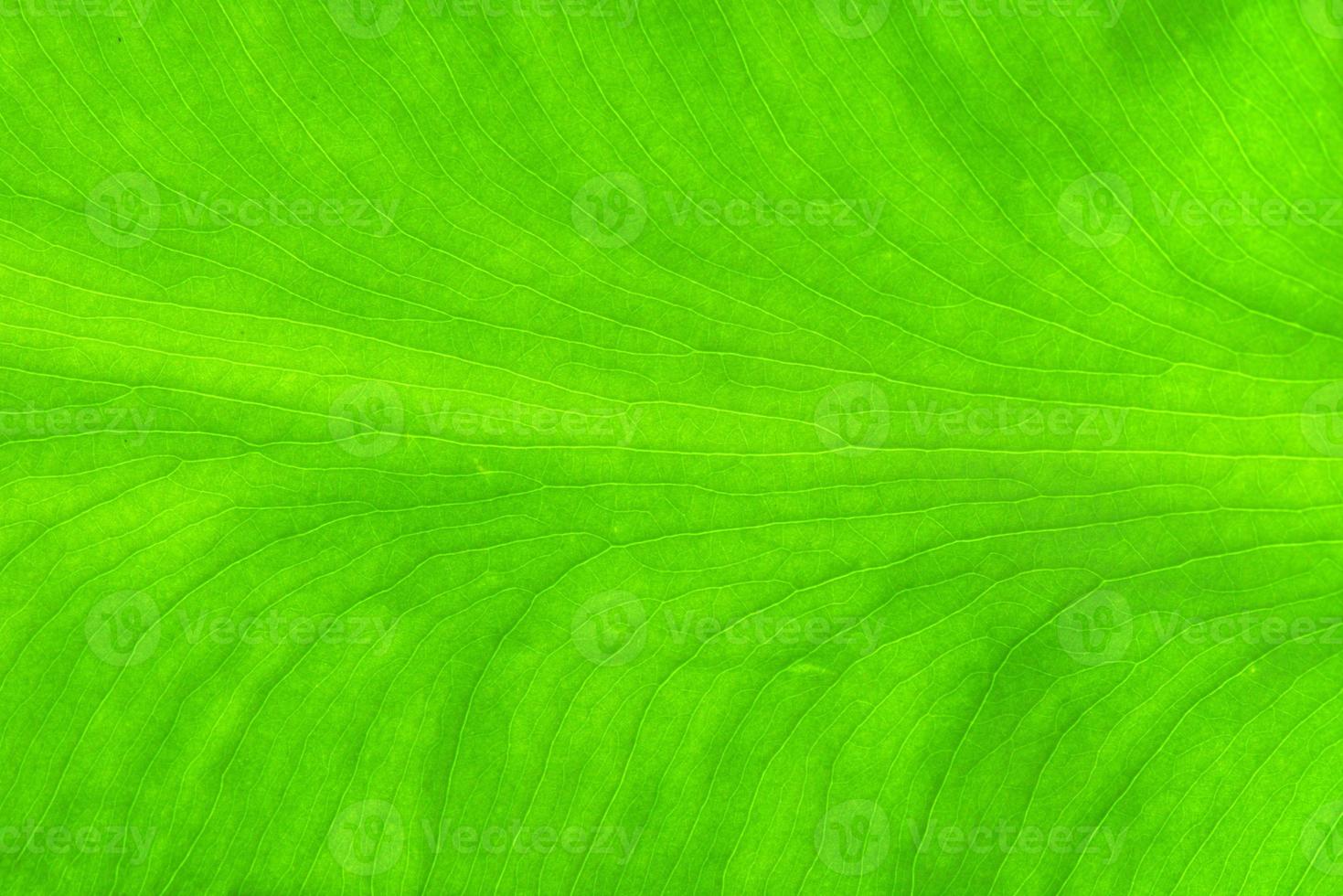 gros plan sur la nature de fond de texture de feuille verte photo