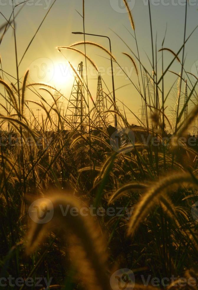 gros plan fleur herbe et fond de lever de soleil sur le chantier de construction photo