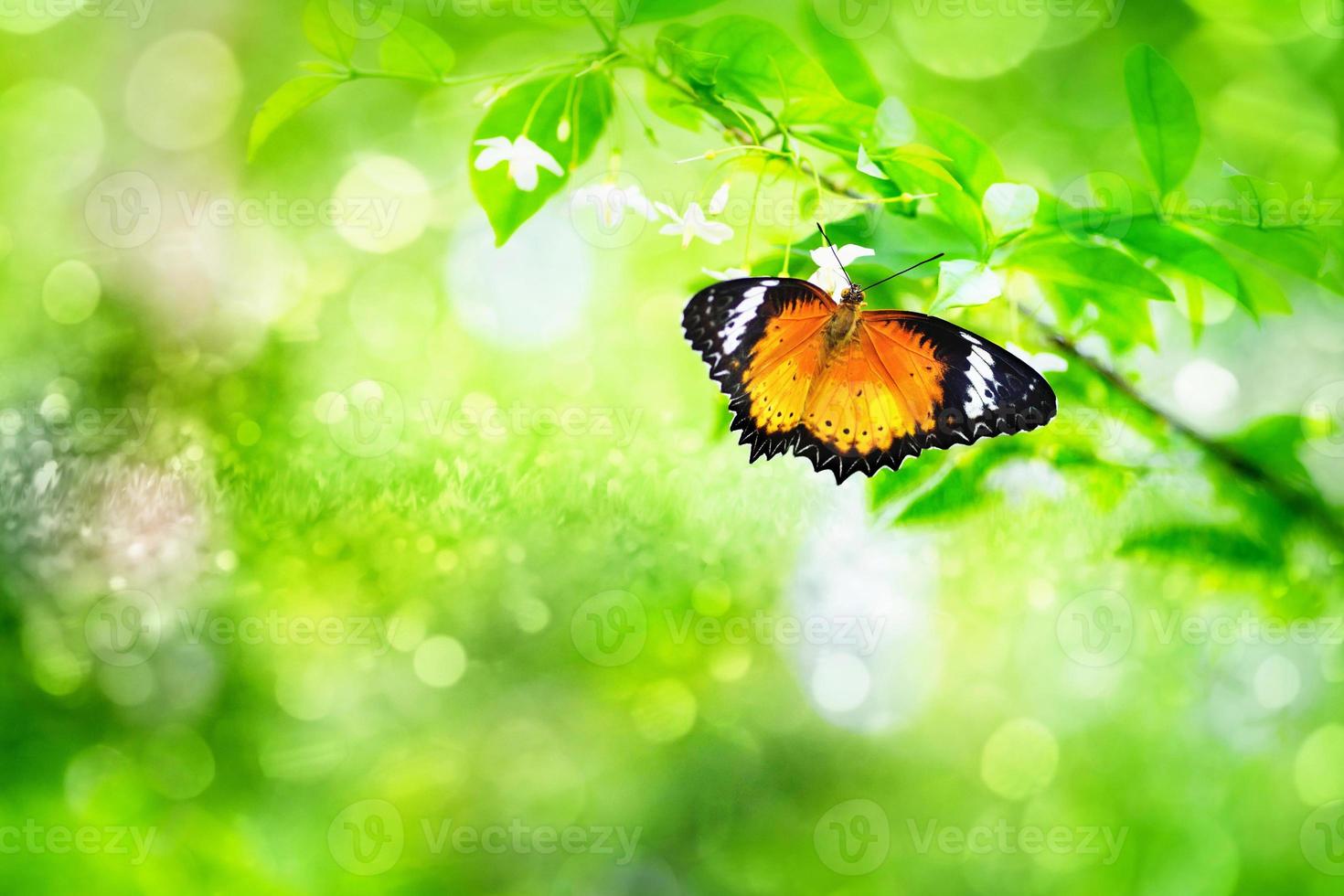 le papillon sur la belle fleur photo