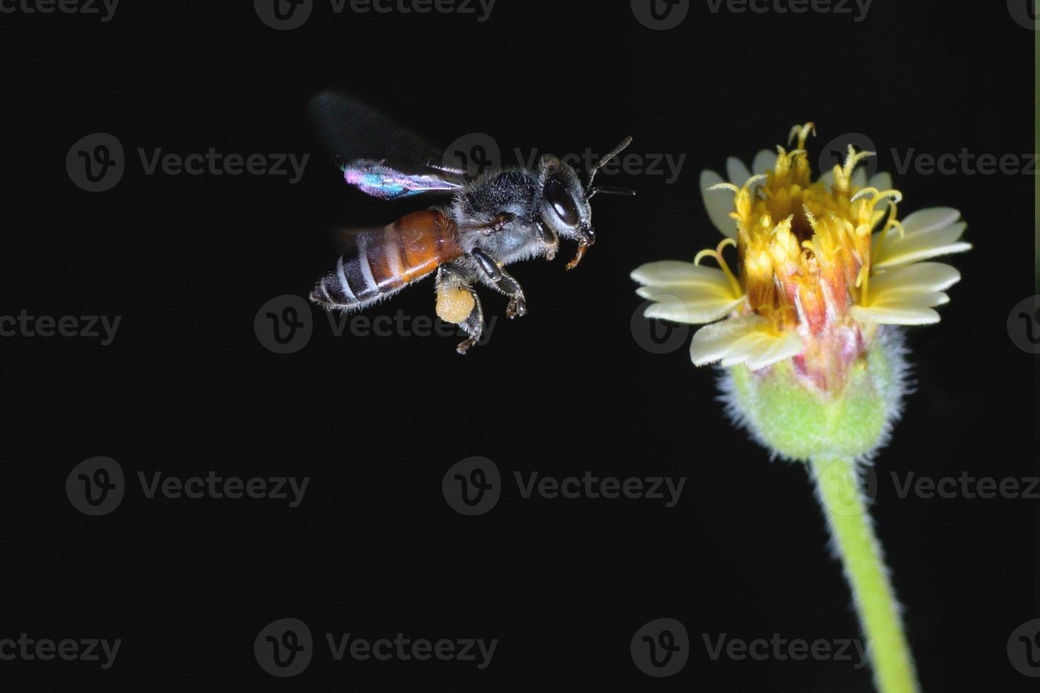 une abeille volant vers la belle fleur photo