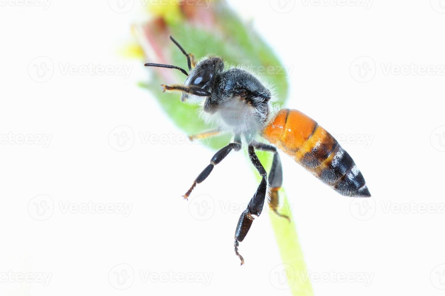 une abeille volante isolée sur fond blanc photo
