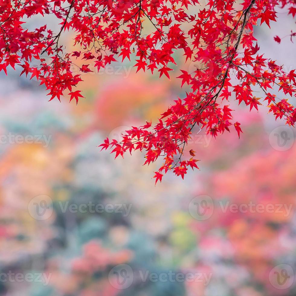 feuilles d'érable rouge dans le jardin avec espace de copie pour le texte, fond coloré naturel pour la saison d'automne et concept de feuillage tombant dynamique photo