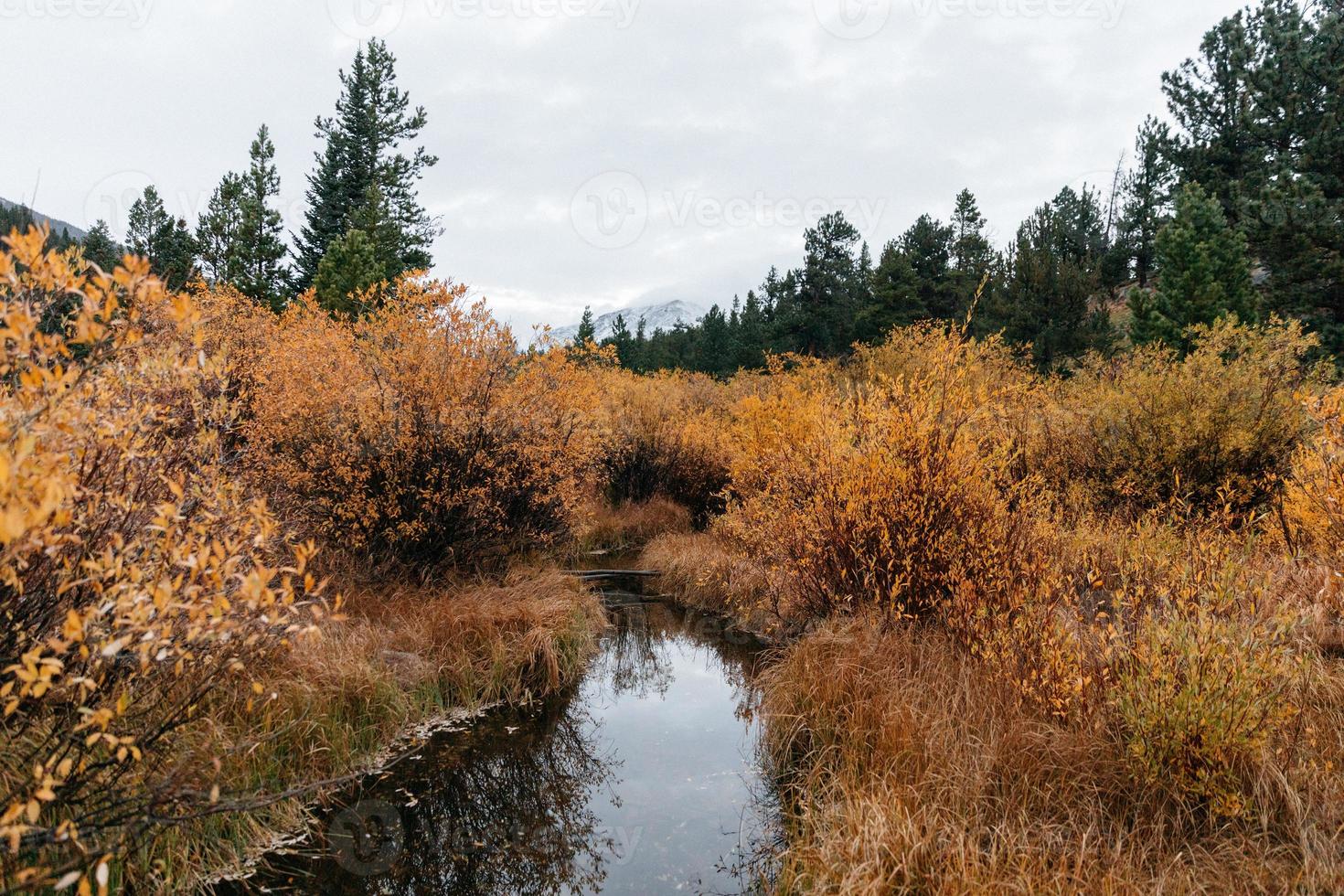 ruisseau dans les bois photo