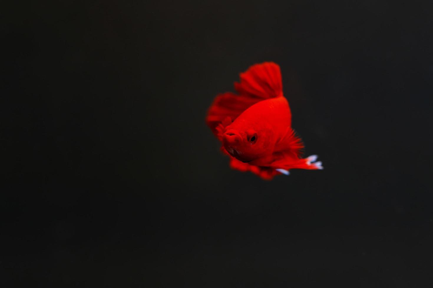 poisson betta super rouge avec un fond sombre. poisson combattant siamois couleur rouge uni splendide. photo