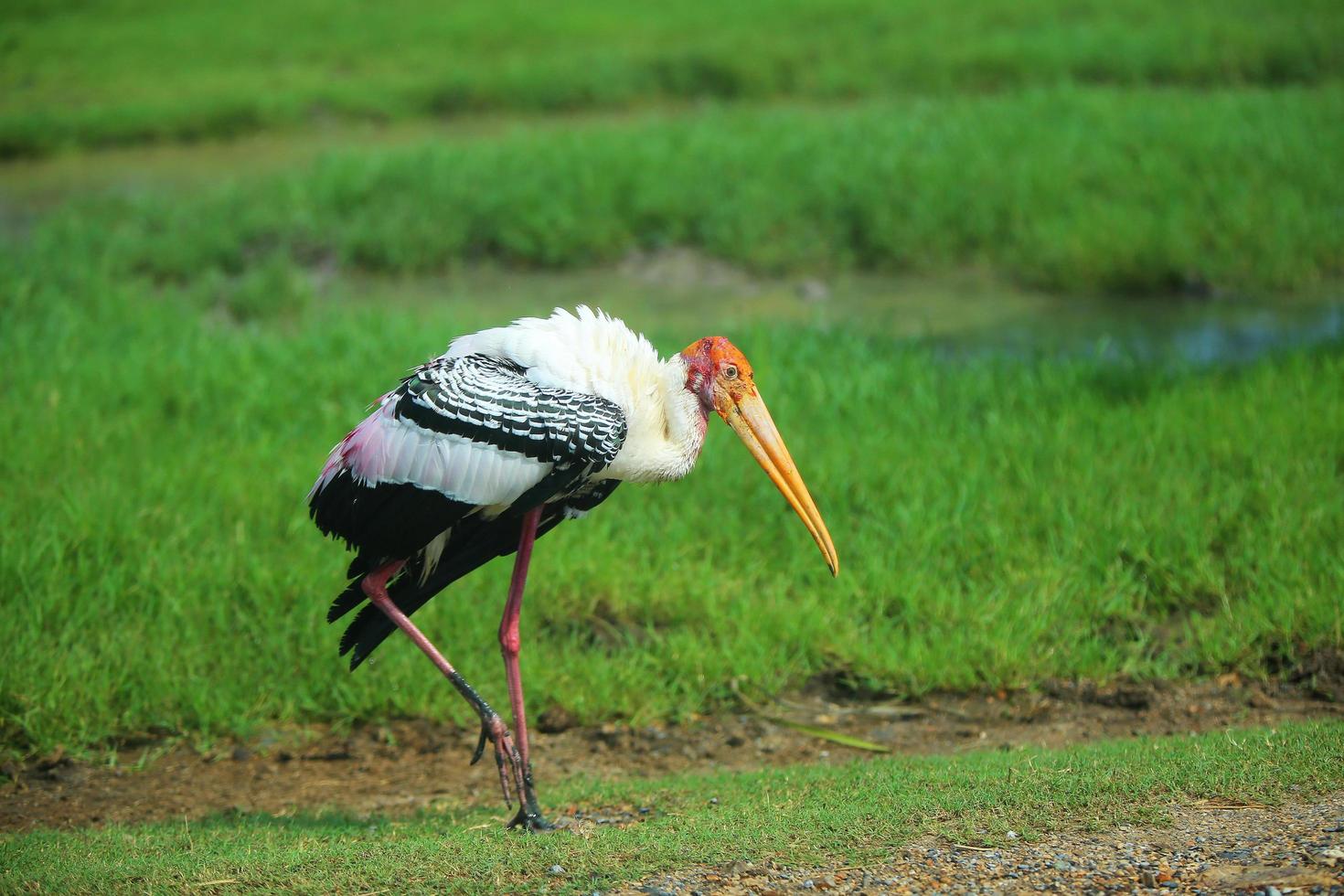 oiseau cigogne peint marchant sur le terrain au parc naturel. Mycteria leucocephala. photo