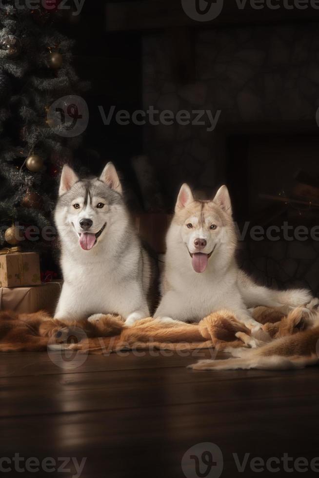race de chien husky sibérien, portrait chien sur un studio couleur photo