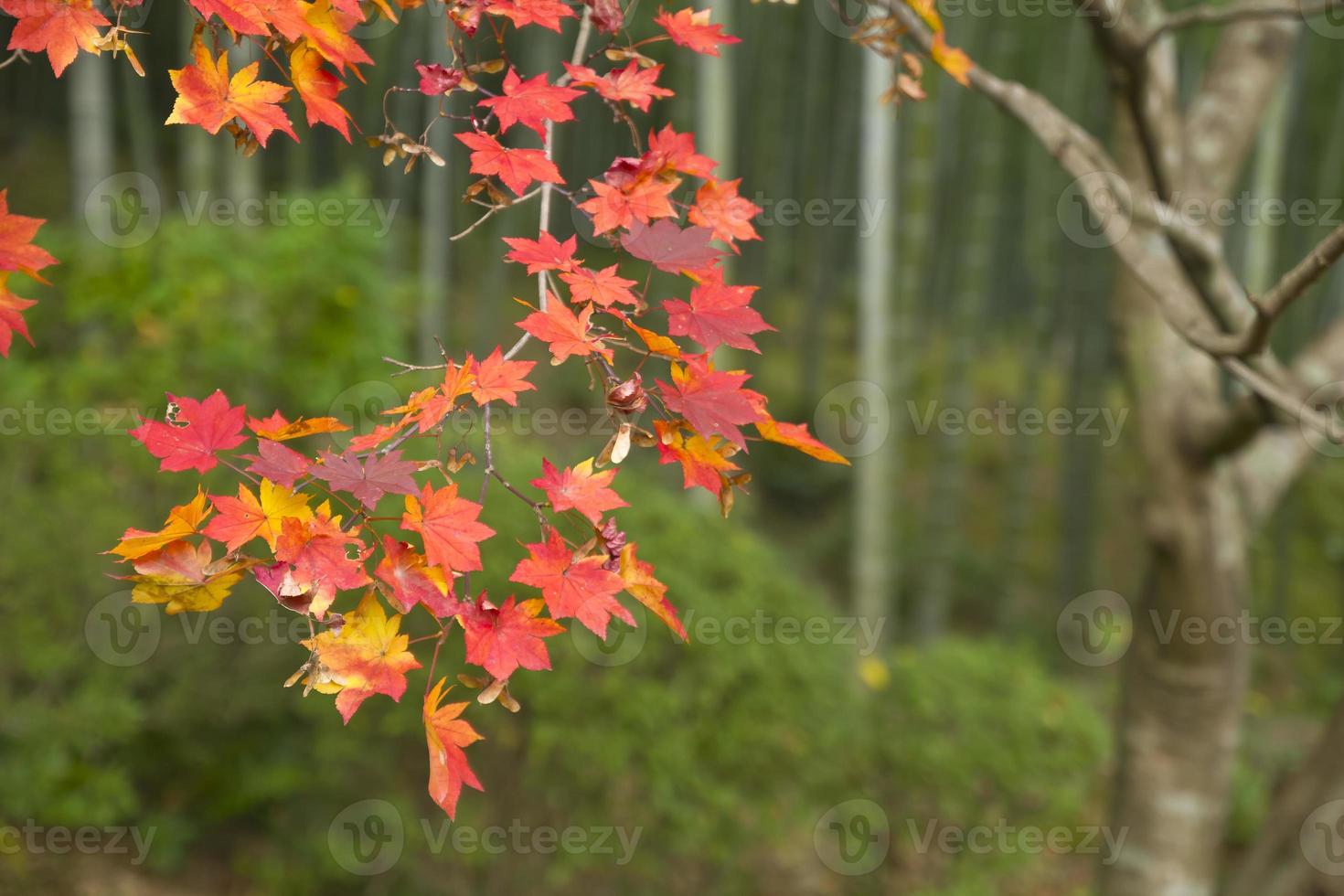 feuilles rouges photo