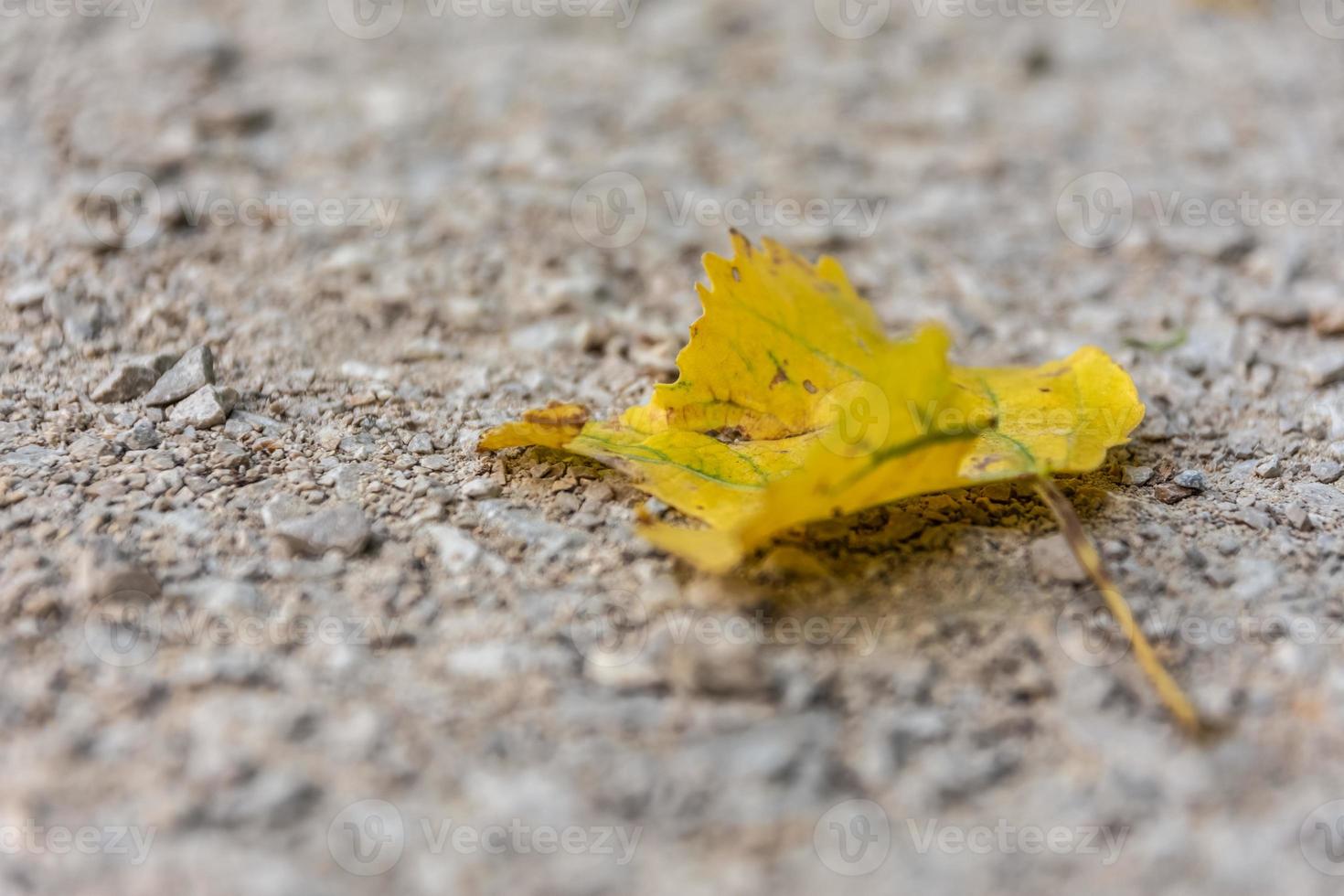 une feuille sur une route en mise au point sélective photo