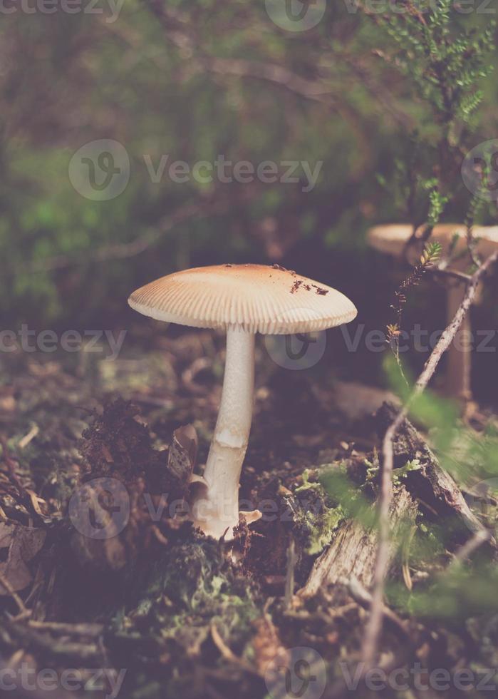 faible contraste gros plan d'un seul champignon photo