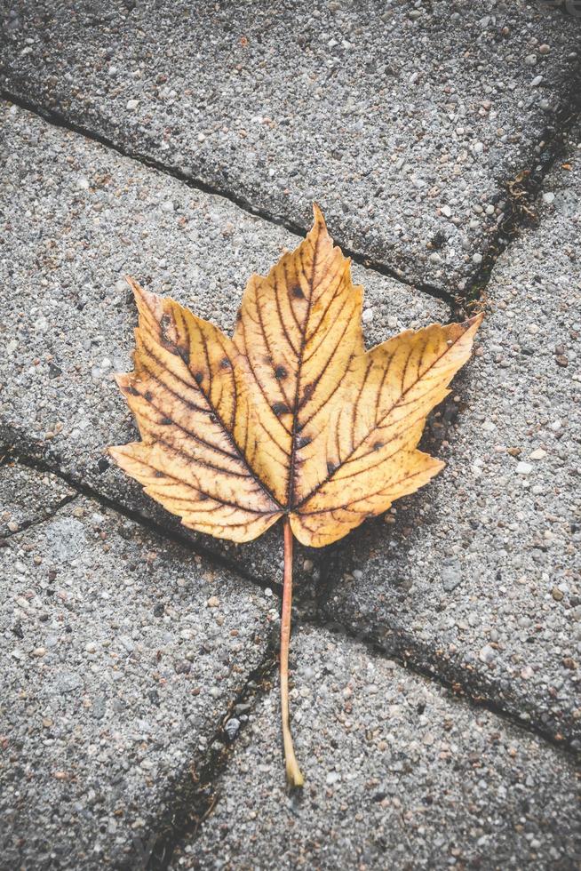 feuilles d'érable sur les pavés photo