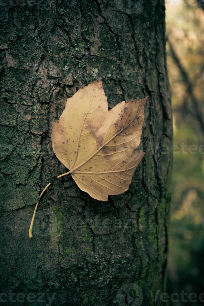 feuille d'érable sur un arbre photo