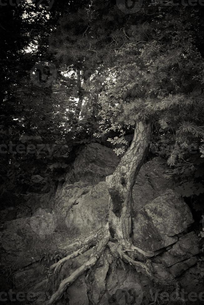 arbre fantôme dans la nature photo