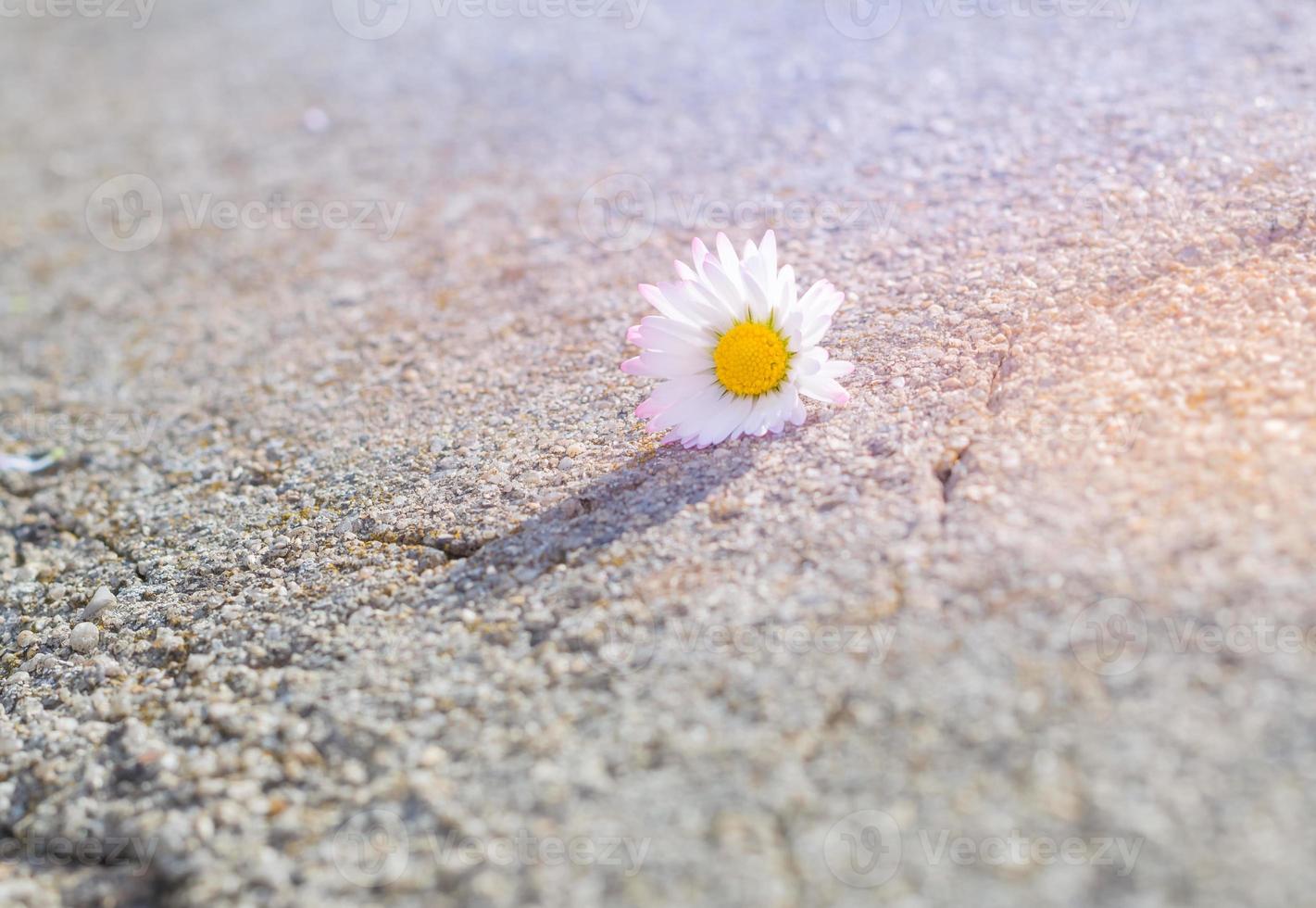 marguerite sur une pierre photo