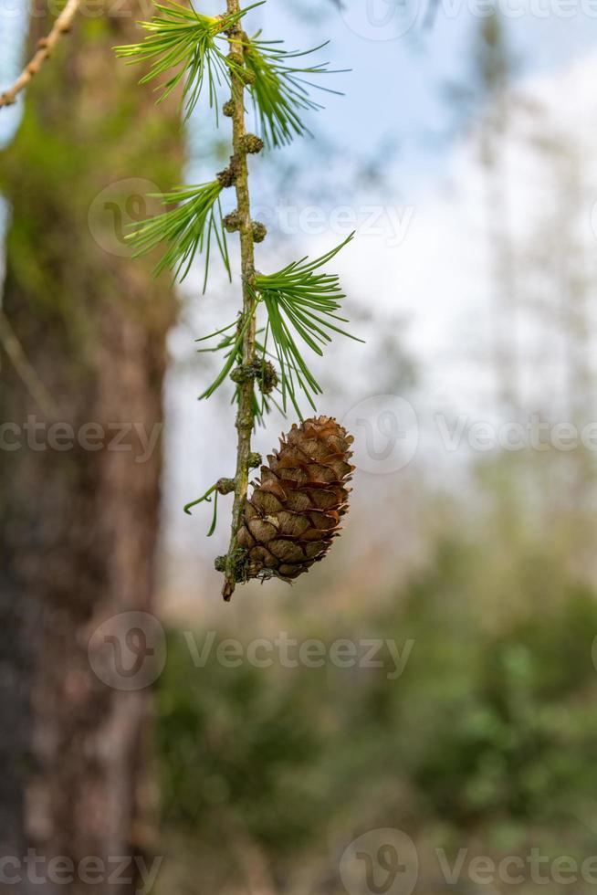 pommes de pin sur une branche photo