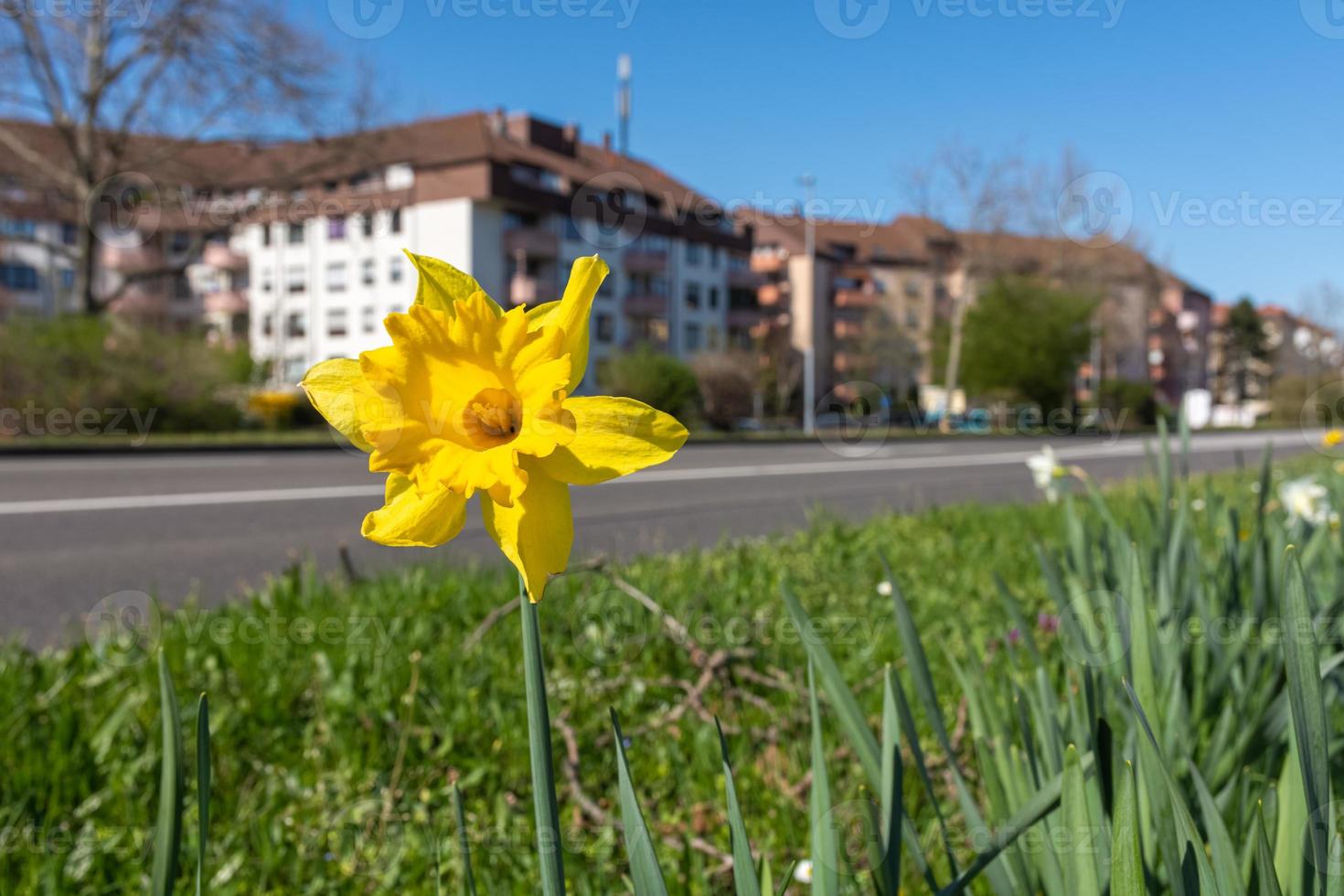 fleur de narcisse jaune qui pousse dans la ville photo