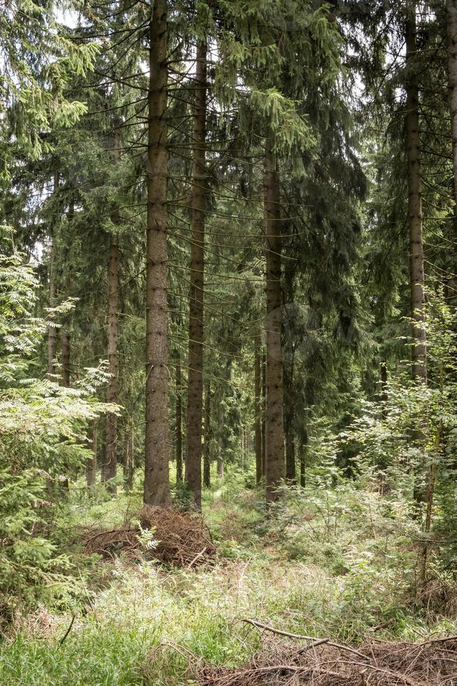 forêt de conifères en été photo