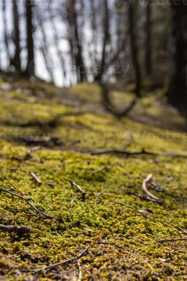 mousse dans une forêt au printemps photo