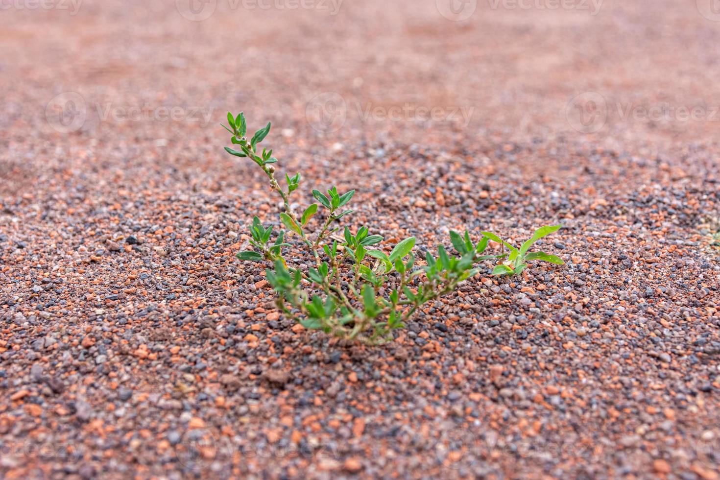 mauvaise herbe verte feuillue poussant dans du gravier fin photo